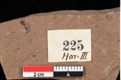 Foto (Detailansicht) von Pinus hepios Unger (NHMW-GEO-2024-0188-0225)